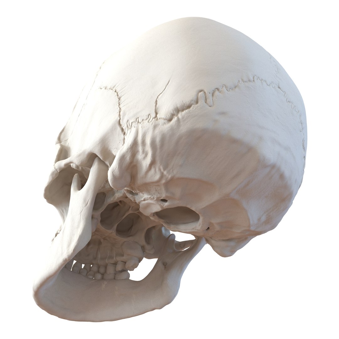 female skeleton human skull 3d model https://p.turbosquid.com/ts-thumb/XH/MVjHjk/eZxOeS5q/femaleskeletoncollection3dmodels008/jpg/1464948820/1920x1080/fit_q87/d701120a1e44549f4e24160715a92febeeb06aae/femaleskeletoncollection3dmodels008.jpg