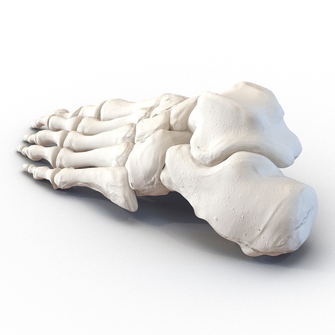 female skeleton human skull 3d model https://p.turbosquid.com/ts-thumb/XH/MVjHjk/fLF8NhuR/femaleskeletoncollection3dmodels055/jpg/1464948826/1920x1080/fit_q87/182f637c85615cccde9e80e0499c04548e92bf1e/femaleskeletoncollection3dmodels055.jpg