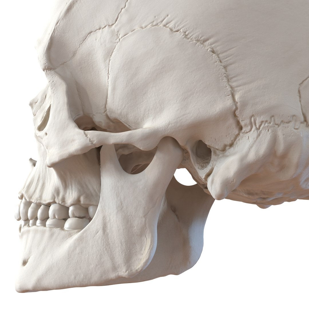 female skeleton human skull 3d model https://p.turbosquid.com/ts-thumb/XH/MVjHjk/i2hbIOhe/femaleskeletoncollection3dmodels012/jpg/1464948820/1920x1080/fit_q87/cf16e9b1b41b3f648f6cda584bad9080b8026796/femaleskeletoncollection3dmodels012.jpg