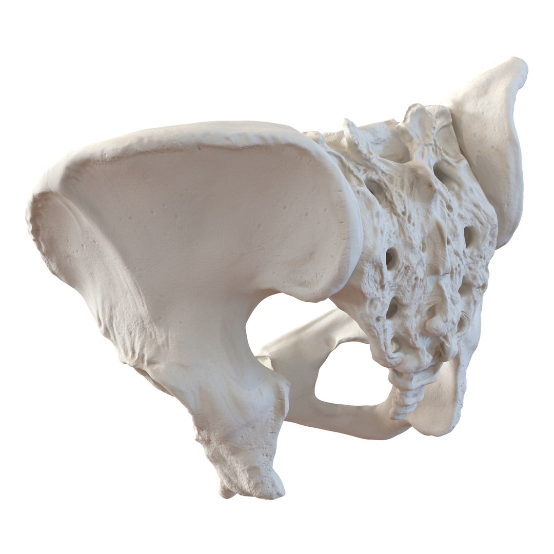 female skeleton human skull 3d model https://p.turbosquid.com/ts-thumb/XH/MVjHjk/lSswQE8G/femaleskeletoncollection3dmodels018/jpg/1464948821/1920x1080/fit_q87/73e15c9cef9a1125b45b1b2f2ef7bb9b4b7b5b90/femaleskeletoncollection3dmodels018.jpg