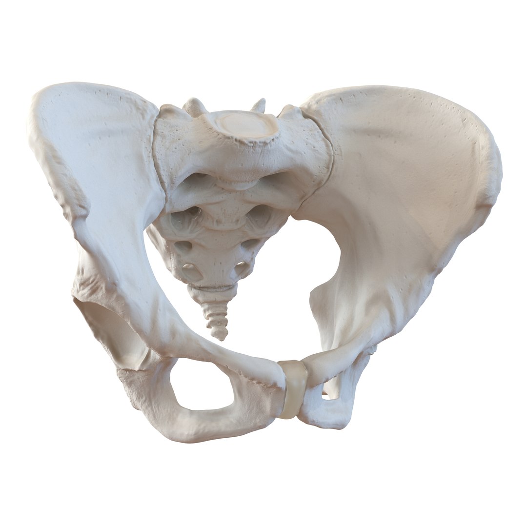 female skeleton human skull 3d model https://p.turbosquid.com/ts-thumb/XH/MVjHjk/pafRyq2p/femaleskeletoncollection3dmodels014/jpg/1464948820/1920x1080/fit_q87/0c5784c741835bf2d5c73cb2731f449aae6a6de5/femaleskeletoncollection3dmodels014.jpg
