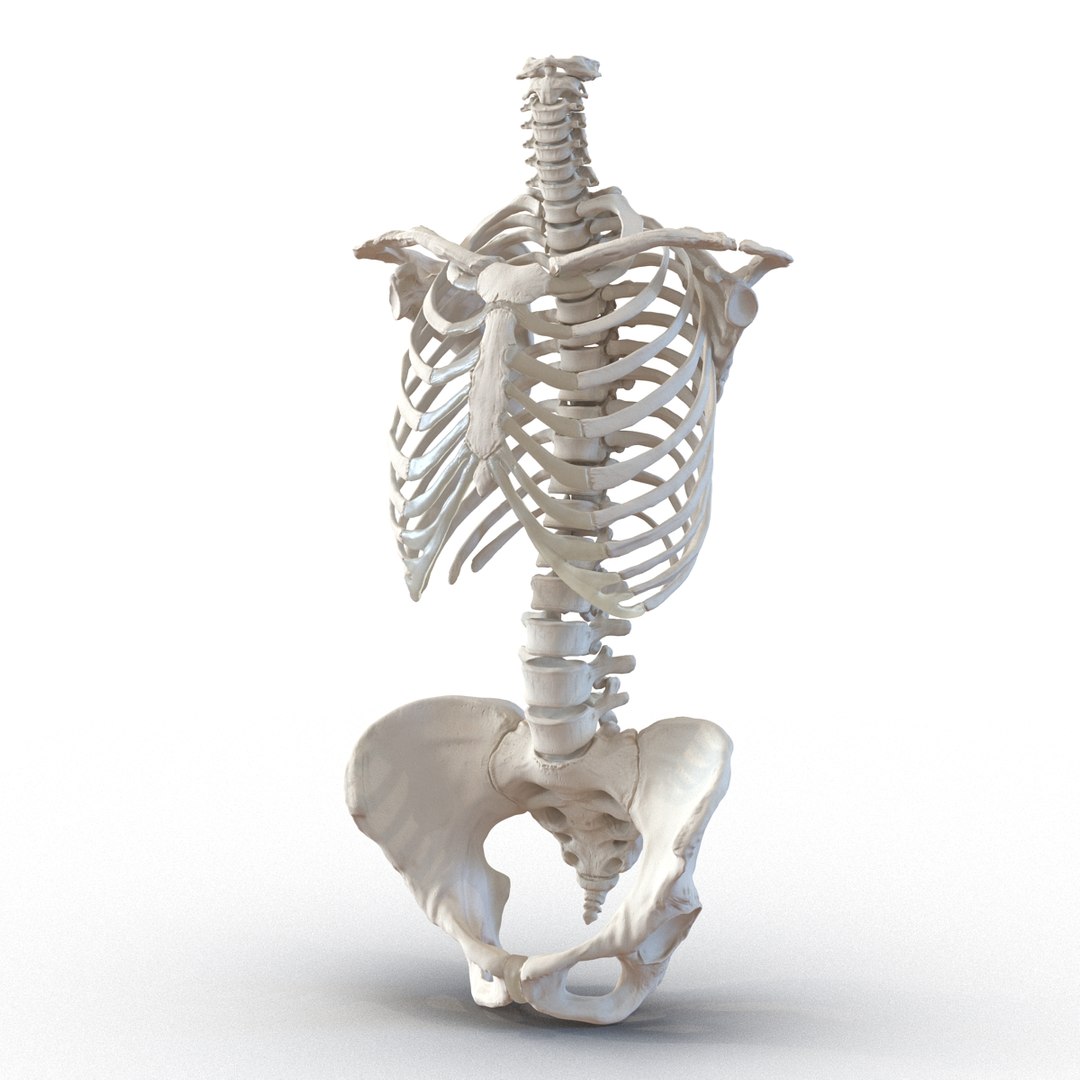 female skeleton human skull 3d model https://p.turbosquid.com/ts-thumb/XH/MVjHjk/s2KXpH0M/femaleskeletoncollection3dmodels028/jpg/1464948822/1920x1080/fit_q87/39bc541884c0af46410ea6ea5a25bc43bf9e3fab/femaleskeletoncollection3dmodels028.jpg