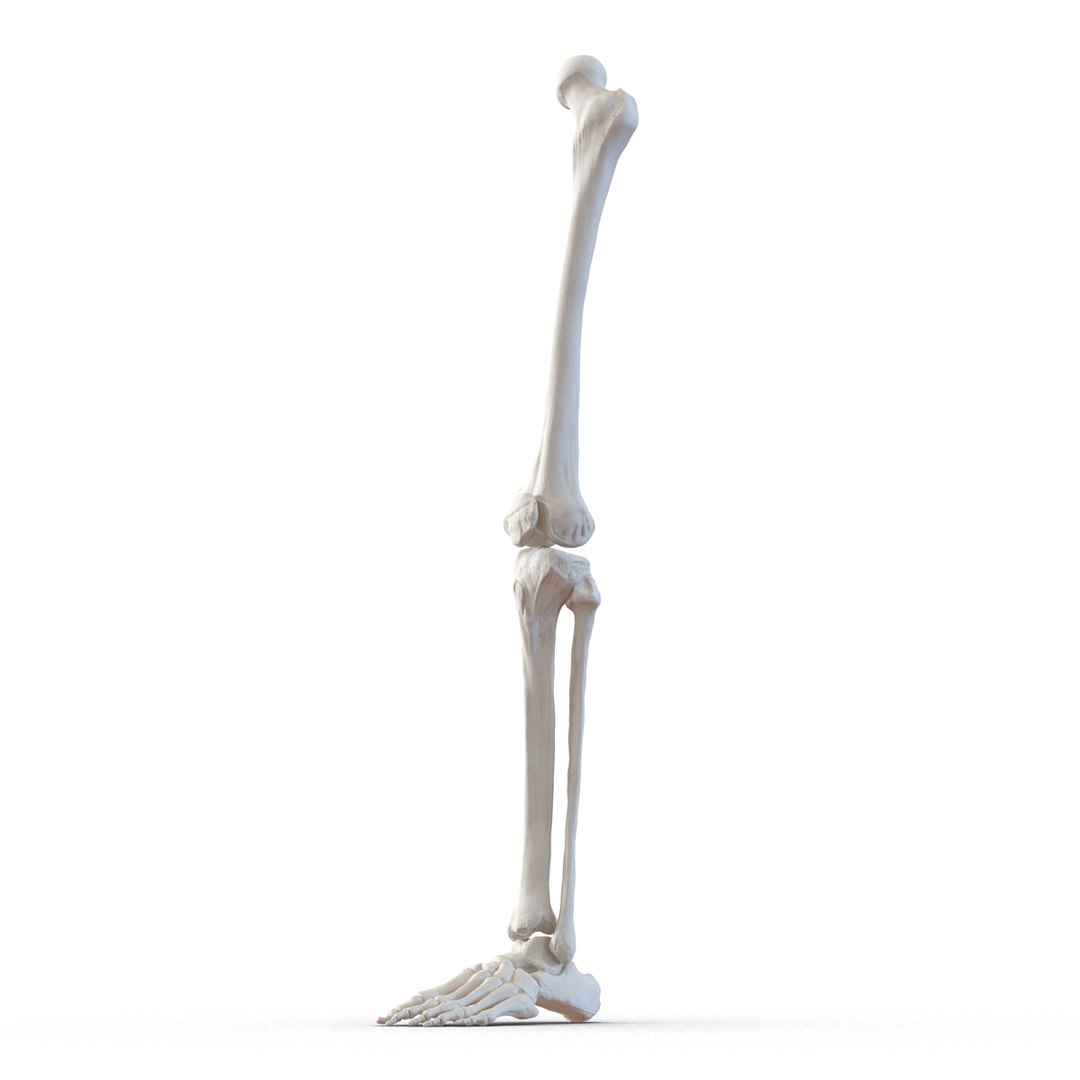 female skeleton human skull 3d model https://p.turbosquid.com/ts-thumb/XH/MVjHjk/wFQ3WZ85/femaleskeletoncollection3dmodels074/jpg/1464948829/1920x1080/fit_q87/8e8f0fb1334a72b14997acbdfc75eeb04d03ac01/femaleskeletoncollection3dmodels074.jpg