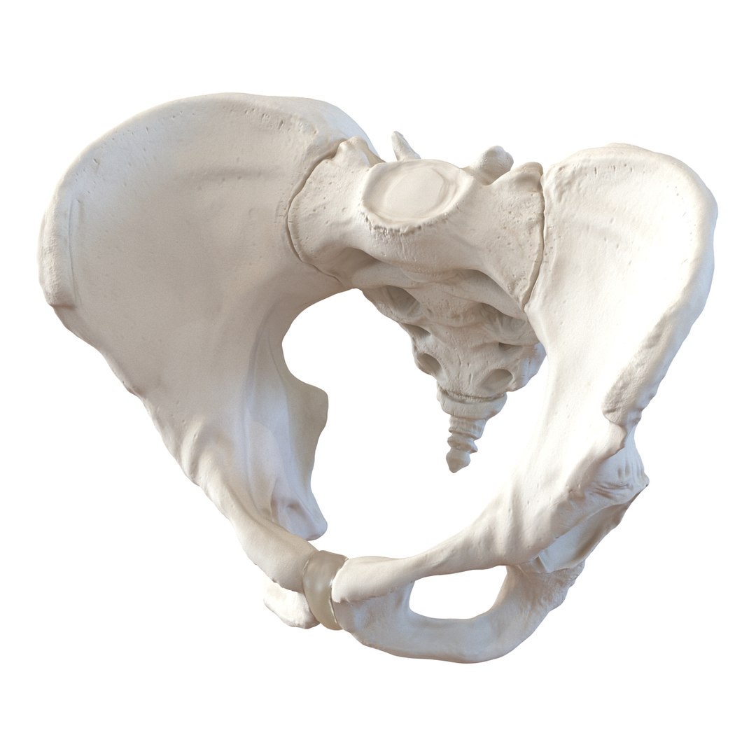 female skeleton human skull 3d model https://p.turbosquid.com/ts-thumb/XH/MVjHjk/wHkTqxlG/femaleskeletoncollection3dmodels019/jpg/1464948821/1920x1080/fit_q87/1189b8e2d8a7f7c358d5f20b907bd9f69694fcfb/femaleskeletoncollection3dmodels019.jpg