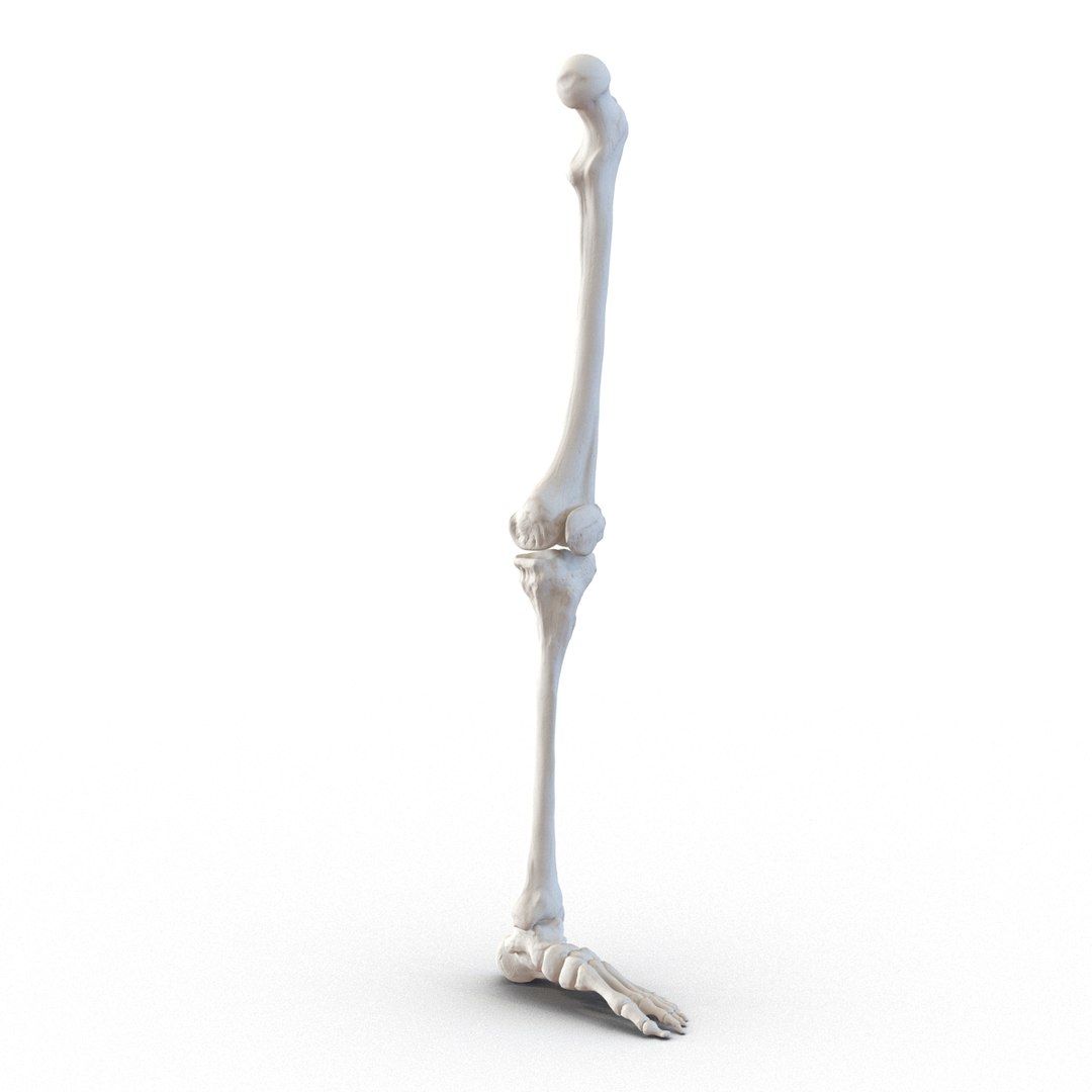 female skeleton human skull 3d model https://p.turbosquid.com/ts-thumb/XH/MVjHjk/wK5H5PWM/femaleskeletoncollection3dmodels071/jpg/1464948828/1920x1080/fit_q87/273e4703b373fa4bd16d4fca8d2a29d2833cdb7c/femaleskeletoncollection3dmodels071.jpg