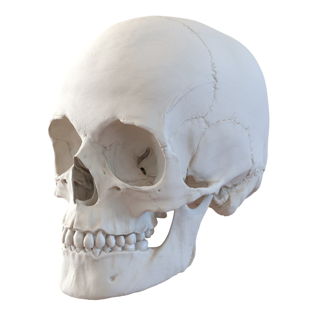 female skeleton human skull 3d model https://p.turbosquid.com/ts-thumb/XH/MVjHjk/whZDGF9G/femaleskeletoncollection3dmodels006/jpg/1464948819/1920x1080/fit_q87/b73717154c331e4877f97aaf2a573f7a56f901aa/femaleskeletoncollection3dmodels006.jpg