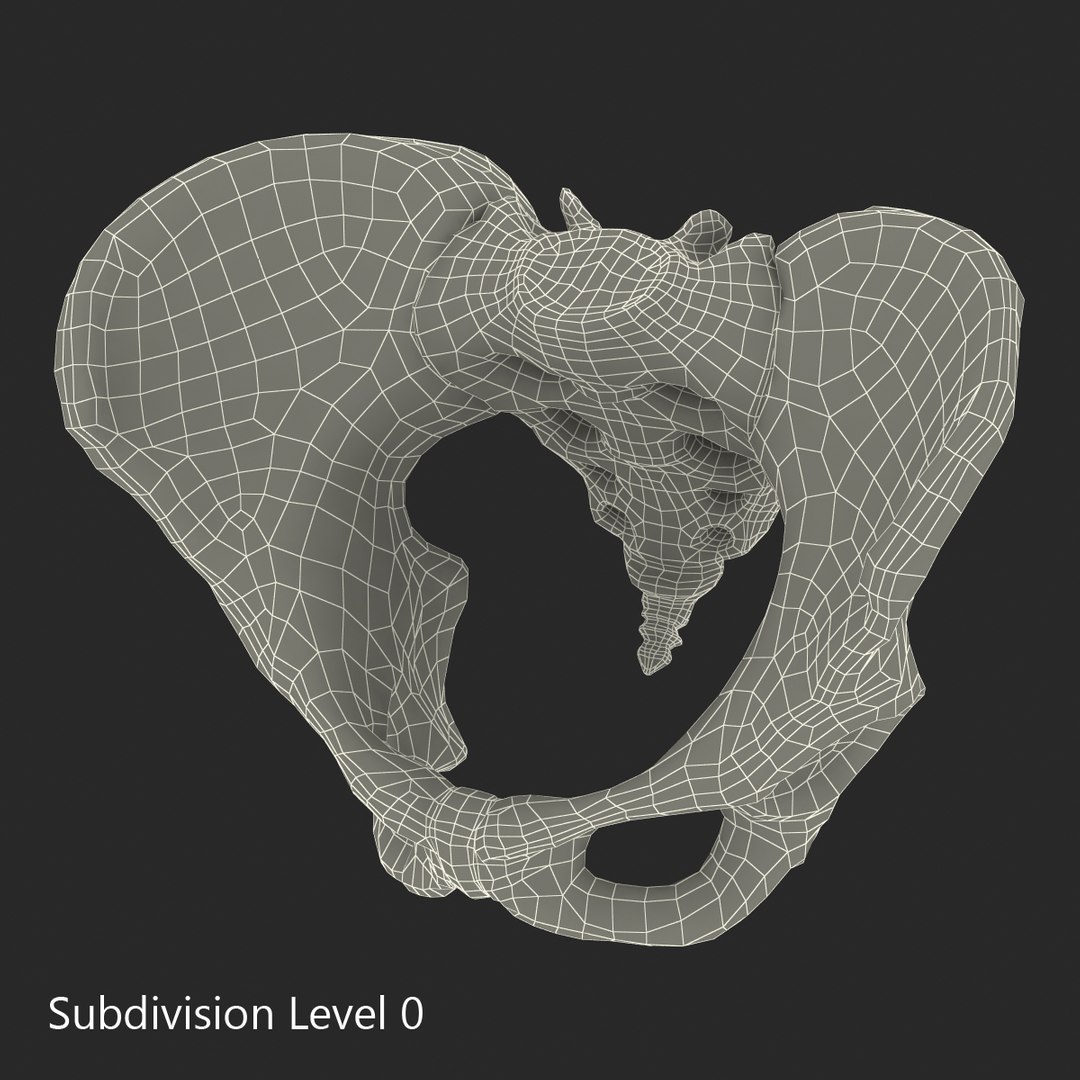 female skeleton human skull 3d model https://p.turbosquid.com/ts-thumb/XH/MVjHjk/wsN7o1UE/femaleskeletoncollection3dmodels088/jpg/1464948831/1920x1080/fit_q87/e5984fa83cae6dc908254cf86e8404f50846a716/femaleskeletoncollection3dmodels088.jpg