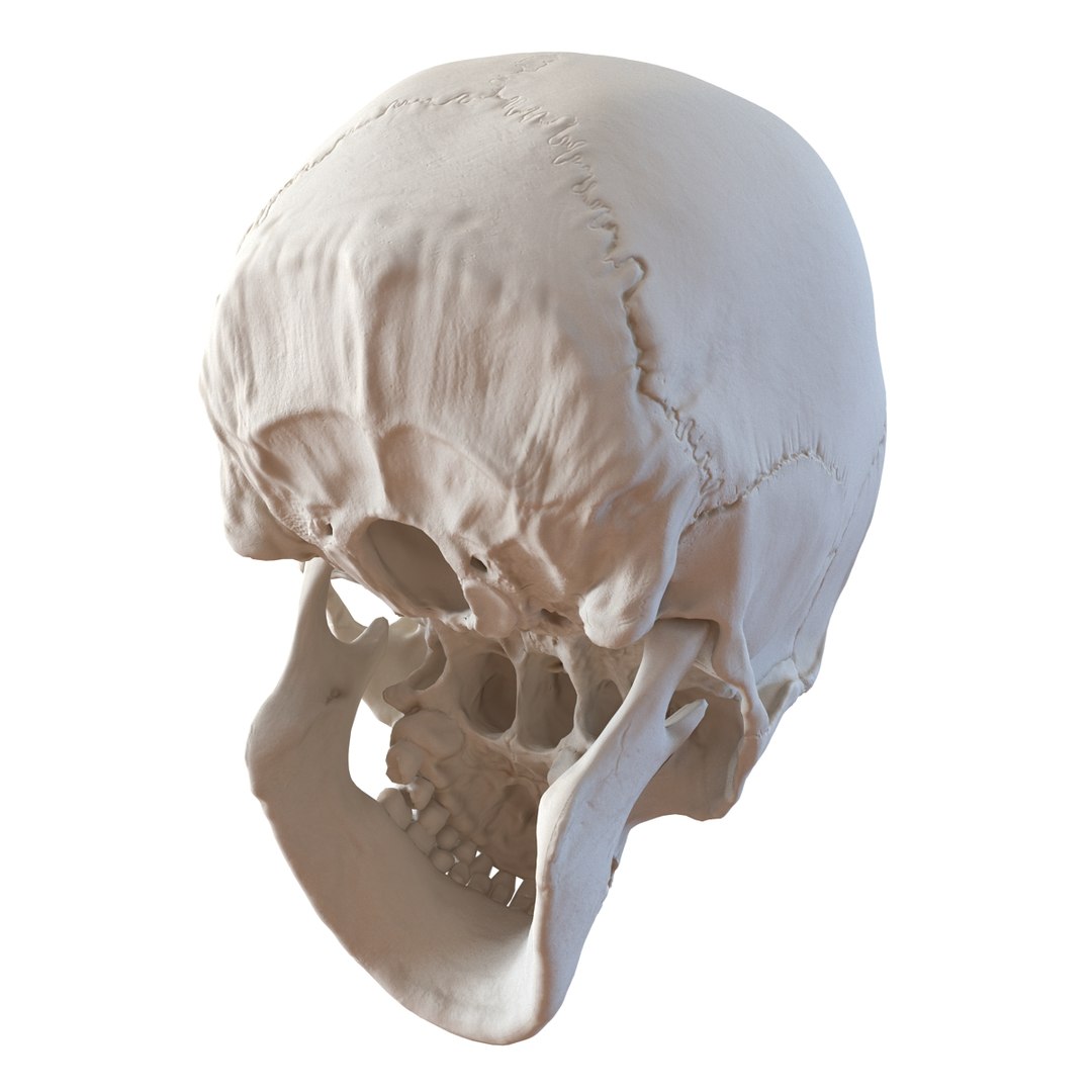 female skeleton human skull 3d model https://p.turbosquid.com/ts-thumb/XH/MVjHjk/znRh68TK/femaleskeletoncollection3dmodels010/jpg/1464948820/1920x1080/fit_q87/e237db621f3df73e3a25e252066fb9ed619ea20c/femaleskeletoncollection3dmodels010.jpg