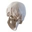 female skeleton human skull 3d model