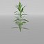 3D plants pack model