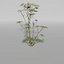 3D plants pack model