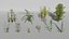 3D plants pack model