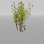 3D plants pack model