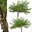 Set of Terminalia catappa or Indian almond Tree - 2 Trees 3D