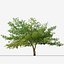 Set of Terminalia catappa or Indian almond Tree - 2 Trees 3D