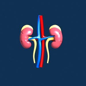 3d kidneys