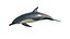 3D dolphin rigged model