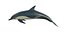 3D dolphin rigged model