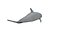 3D dolphin rigged model