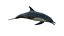 3D dolphin rigged model