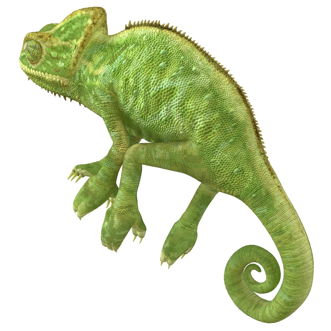 3d chameleon pose 2 model https://p.turbosquid.com/ts-thumb/XH/kzDsMz/6BxVCpe0/chameleonobj3dmodel11/jpg/1458119717/1920x1080/fit_q87/8072176c0f97a4af748f385ad84cb8ce63d45149/chameleonobj3dmodel11.jpg