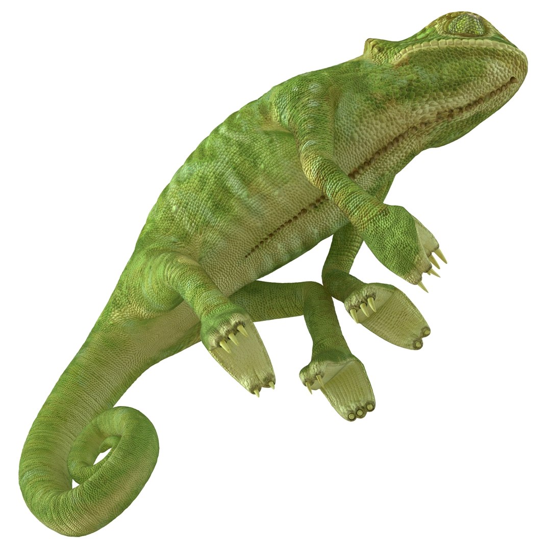3d chameleon pose 2 model https://p.turbosquid.com/ts-thumb/XH/kzDsMz/840HM5mw/chameleonobj3dmodel16/jpg/1458119718/1920x1080/fit_q87/bf5c1159efb4d8f7b2f9c4032cb19645c6f10c16/chameleonobj3dmodel16.jpg