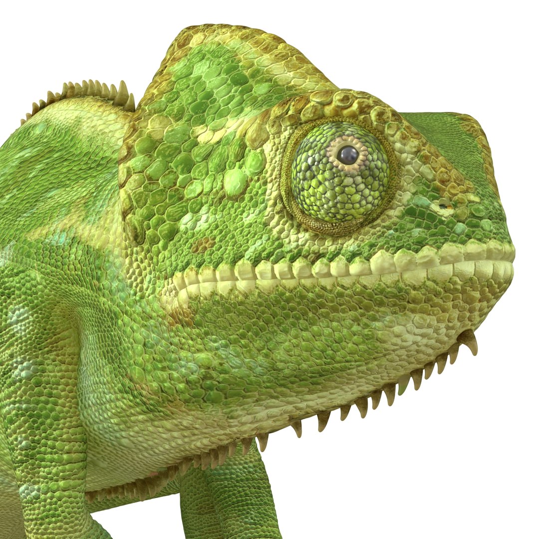 3d chameleon pose 2 model https://p.turbosquid.com/ts-thumb/XH/kzDsMz/JGSYOuRb/chameleonobj3dmodel21/jpg/1458119718/1920x1080/fit_q87/8a8aa7de34c2aa0de627cd08087ed8e502381f77/chameleonobj3dmodel21.jpg