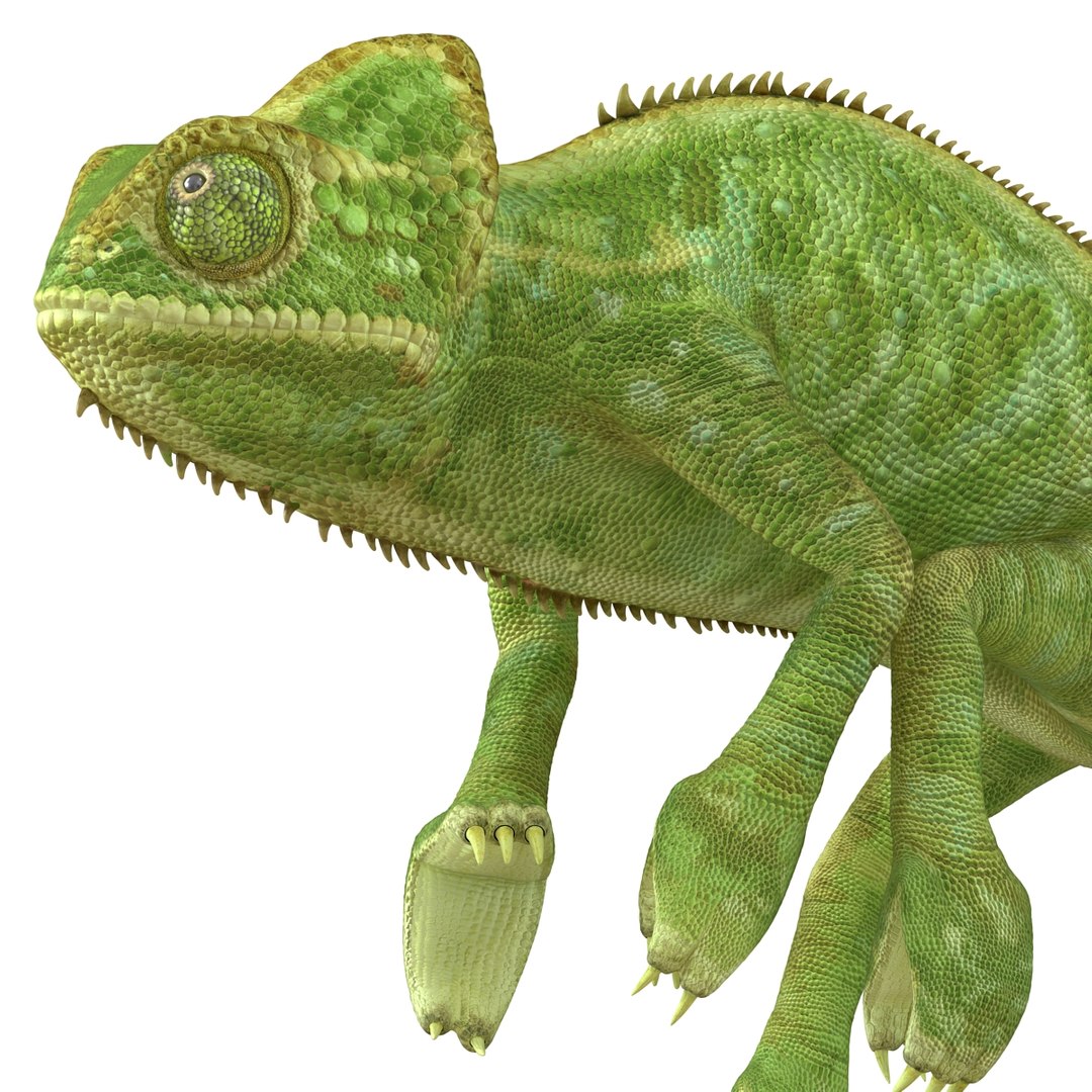 3d chameleon pose 2 model https://p.turbosquid.com/ts-thumb/XH/kzDsMz/VPc4NqUw/chameleonobj3dmodel19/jpg/1458119718/1920x1080/fit_q87/037ea9fcc6bcb05790be7c0f0ebf5d6988d491f3/chameleonobj3dmodel19.jpg