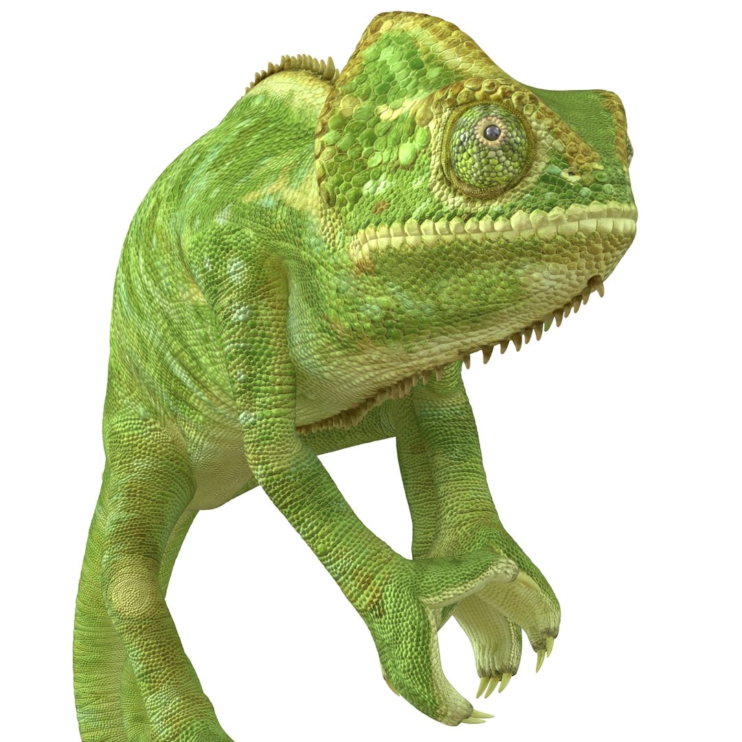 3d chameleon pose 2 model https://p.turbosquid.com/ts-thumb/XH/kzDsMz/ovZ8YGol/chameleonobj3dmodel18/jpg/1458119718/1920x1080/fit_q87/8de03c95bb49c7ffcf2af7ad125acd0a96c9f273/chameleonobj3dmodel18.jpg