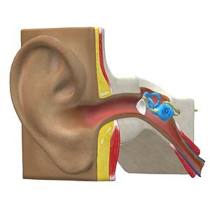 Ear canal 3D