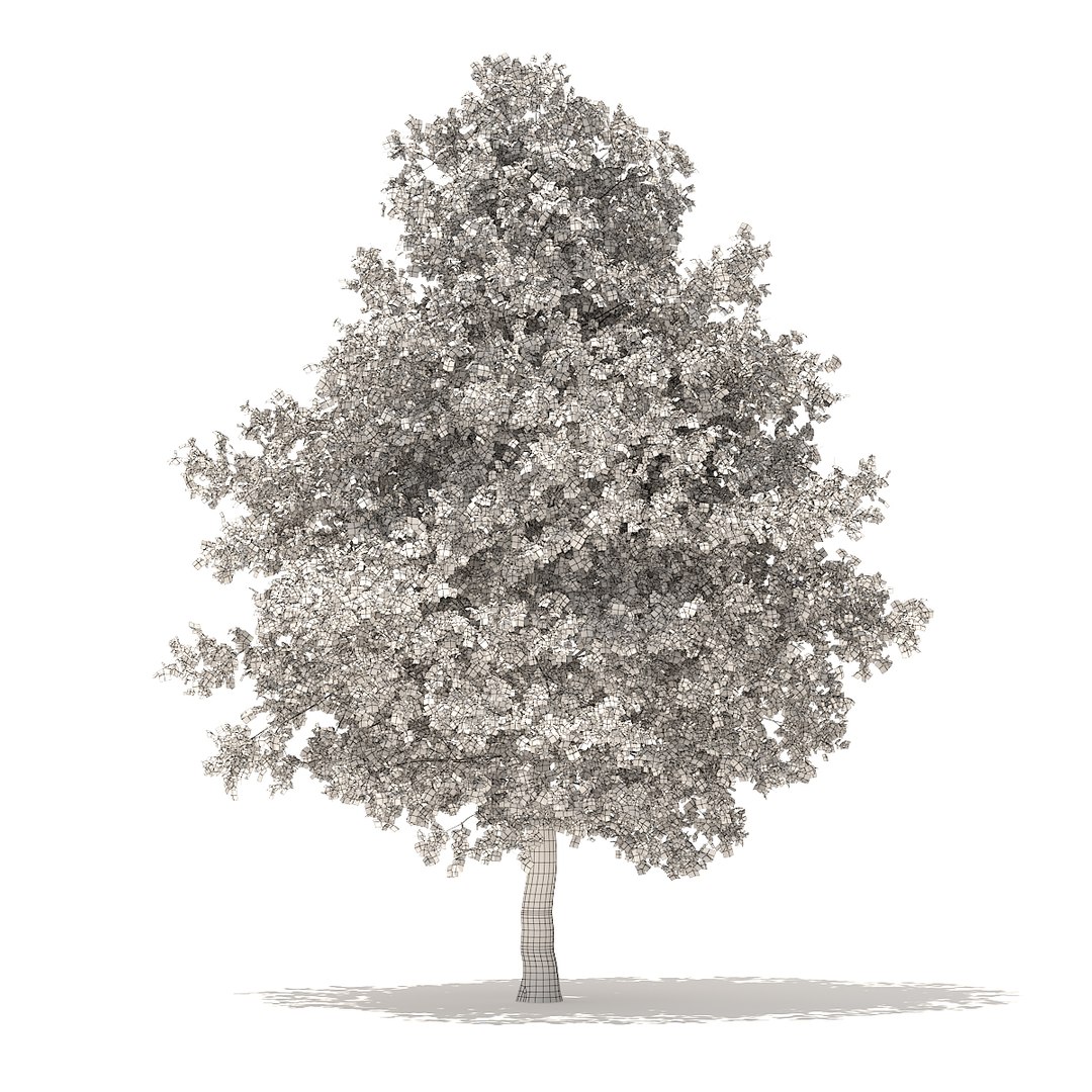 3D american sweetgum 6 3m https://p.turbosquid.com/ts-thumb/XH/zax0wi/6u2STCXX/cgaxis_models_100_3702grid/jpg/1524816402/1920x1080/fit_q87/dd5307ae4baabd2b1e0f4192c47e705d7367b6d5/cgaxis_models_100_3702grid.jpg