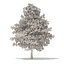 American Sweetgum 3D Model 6.3m
