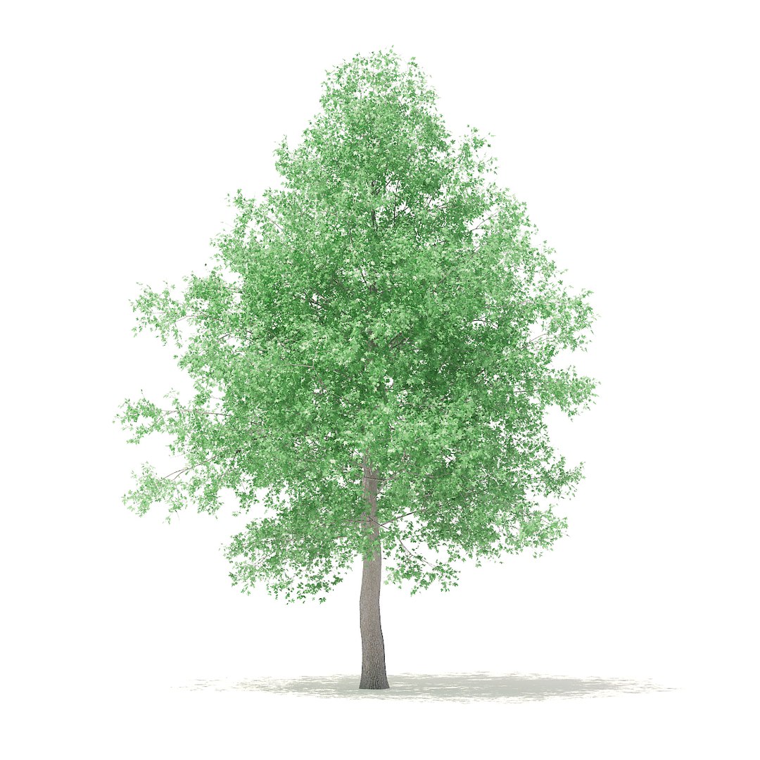 3D american sweetgum 6 3m https://p.turbosquid.com/ts-thumb/XH/zax0wi/8osM26il/cgaxis_models_100_3701/jpg/1524816402/1920x1080/fit_q87/36dc015598ee0176861f7e75a9a9102e28f5a587/cgaxis_models_100_3701.jpg