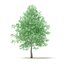 American Sweetgum 3D Model 6.3m