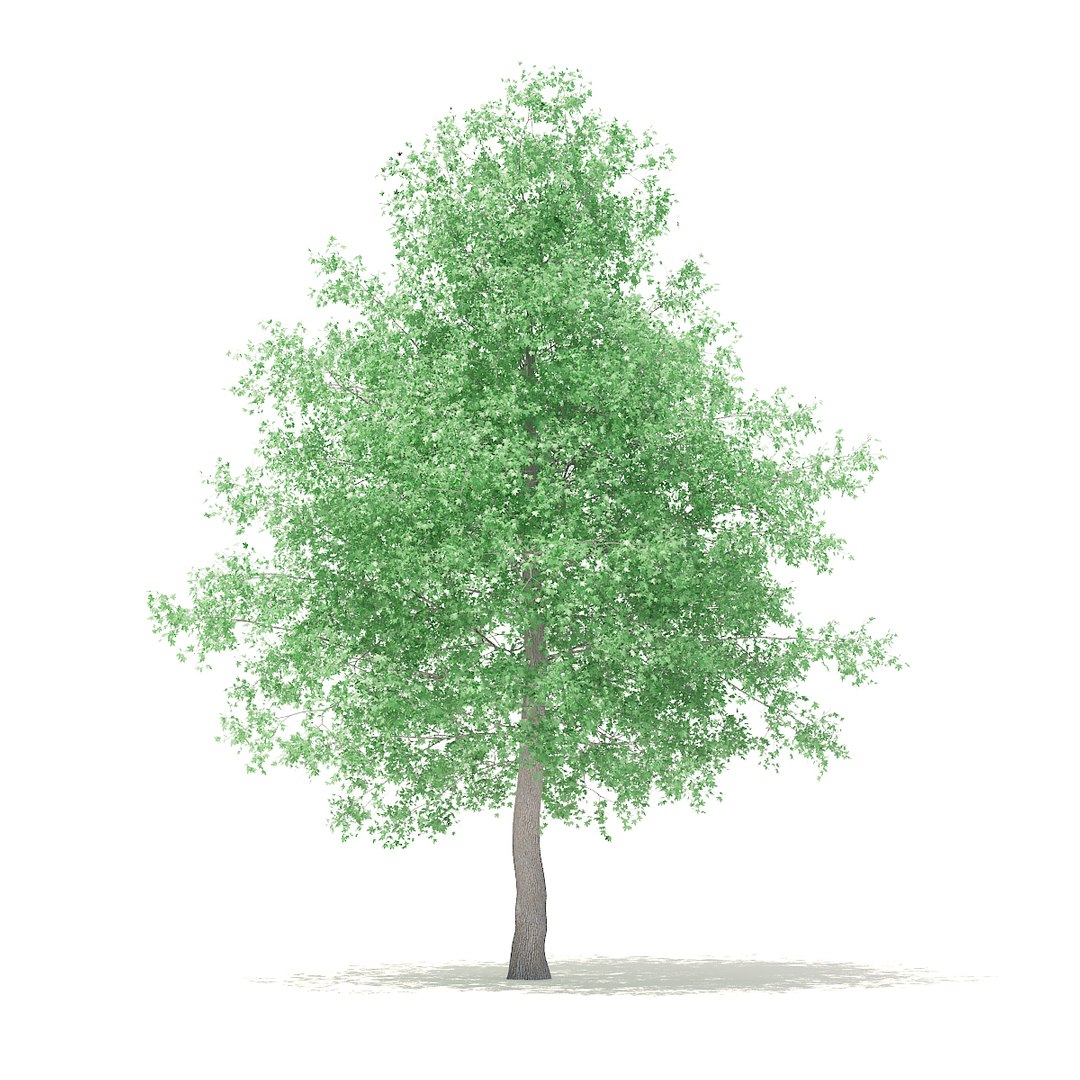 3D american sweetgum 6 3m https://p.turbosquid.com/ts-thumb/XH/zax0wi/9IMQJeIZ/cgaxis_models_100_3700/jpg/1524816402/1920x1080/fit_q87/939b5530eaeec8df6c287ba289ea80a88d05dc8f/cgaxis_models_100_3700.jpg