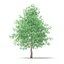 American Sweetgum 3D Model 6.3m