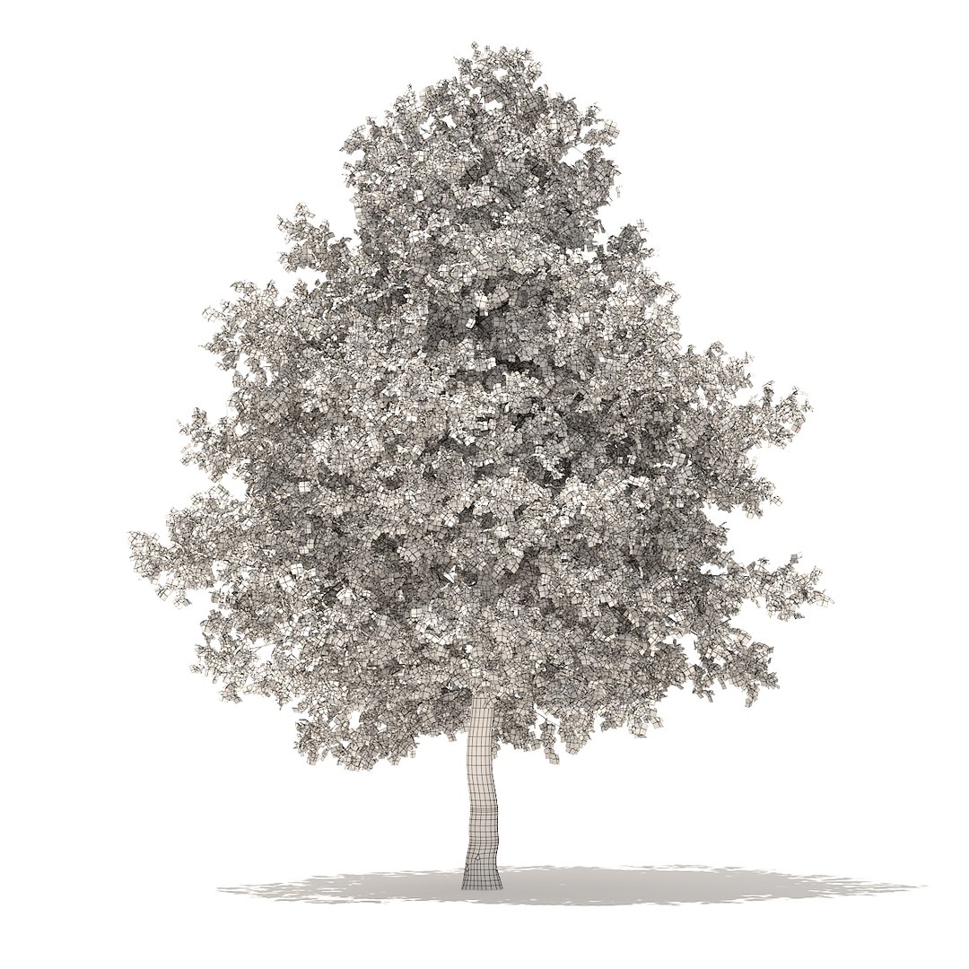3D american sweetgum 6 3m https://p.turbosquid.com/ts-thumb/XH/zax0wi/QOSJcvrD/cgaxis_models_100_3700grid/jpg/1524816402/1920x1080/fit_q87/40e2950382e3efc8eeb4d8efadf25e5459d690c4/cgaxis_models_100_3700grid.jpg