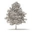 American Sweetgum 3D Model 6.3m