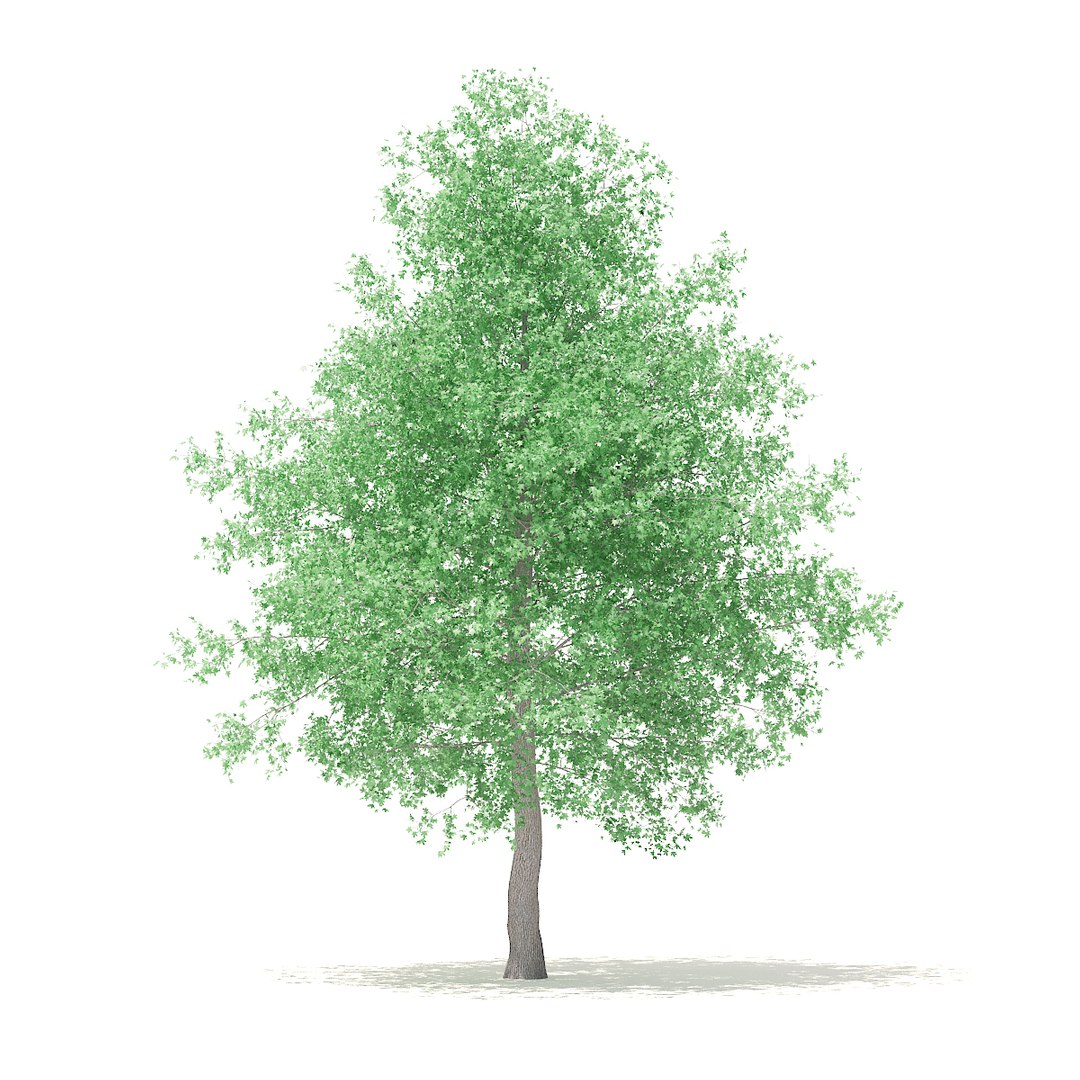 3D american sweetgum 6 3m https://p.turbosquid.com/ts-thumb/XH/zax0wi/ak7EcyZR/cgaxis_models_100_3702/jpg/1524816402/1920x1080/fit_q87/5e44cb2751795657b390c574938108feaa0ac60e/cgaxis_models_100_3702.jpg