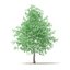 American Sweetgum 3D Model 6.3m