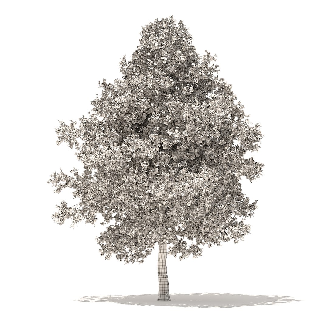 3D american sweetgum 6 3m https://p.turbosquid.com/ts-thumb/XH/zax0wi/ccrZqSDY/cgaxis_models_100_3701grid/jpg/1524816402/1920x1080/fit_q87/e5eb898b9bdf2b06849dc076429ddc96abae2893/cgaxis_models_100_3701grid.jpg