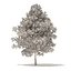 American Sweetgum 3D Model 6.3m