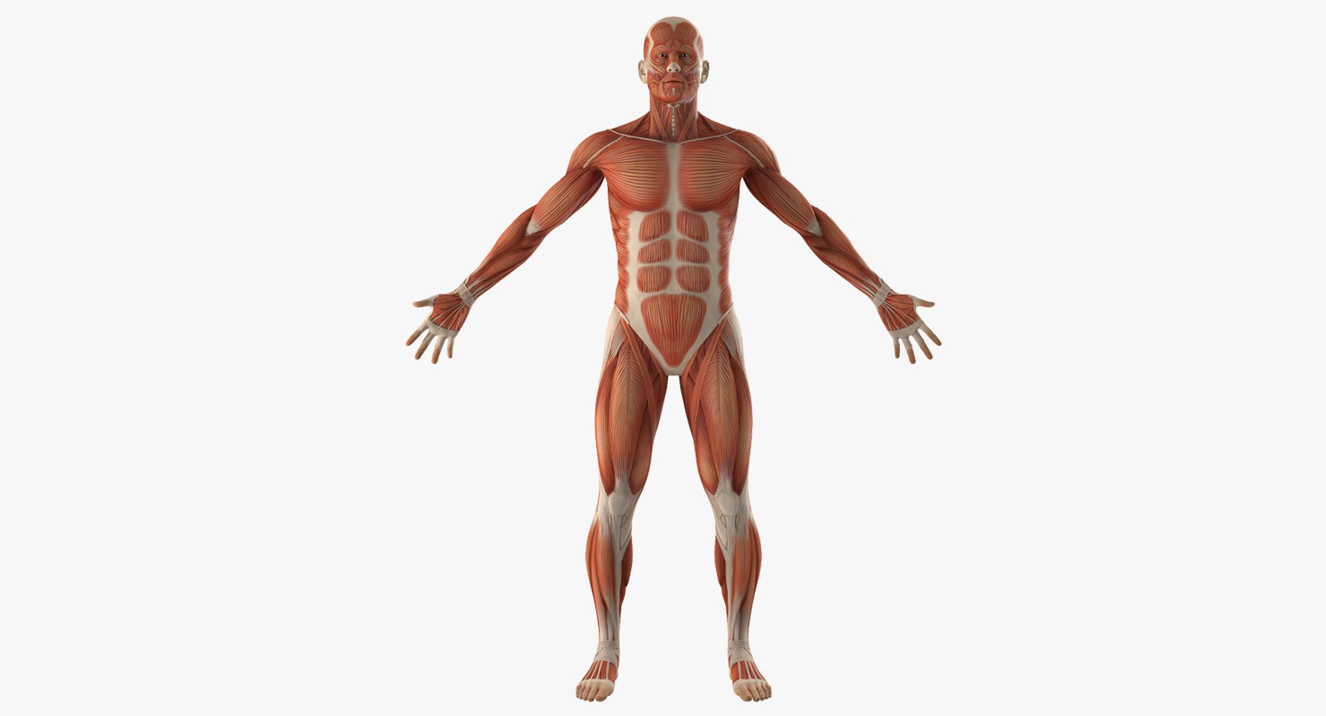Anatomy Male Muscular System 3D model preview