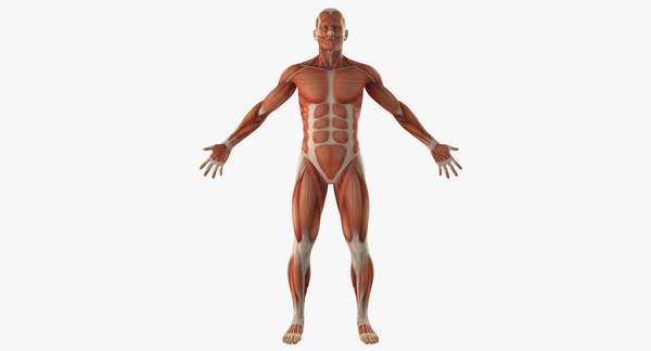 modelo 3d Anatomía del sistema muscular masculino - TurboSquid 1236282