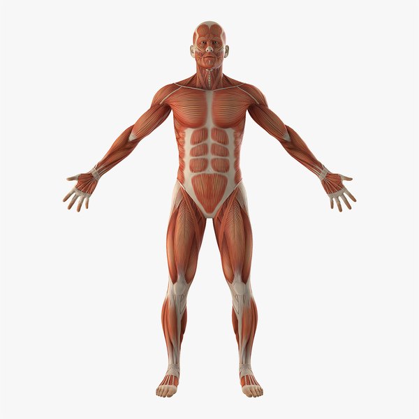 modelo 3d Anatomía del sistema muscular masculino - TurboSquid 1236282