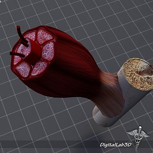 Muscle Tissue