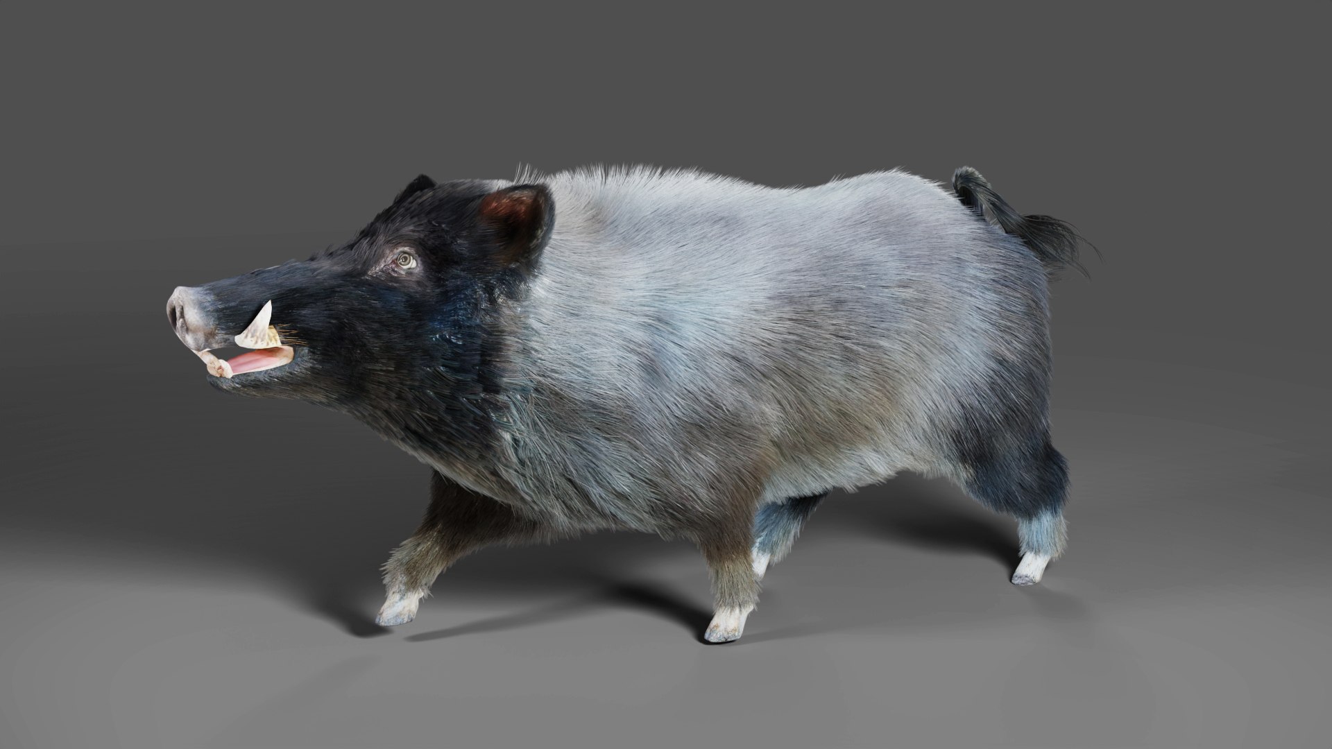3D Fur Black Wild Boar Rigged V07 In Blender Model - TurboSquid 1992110
