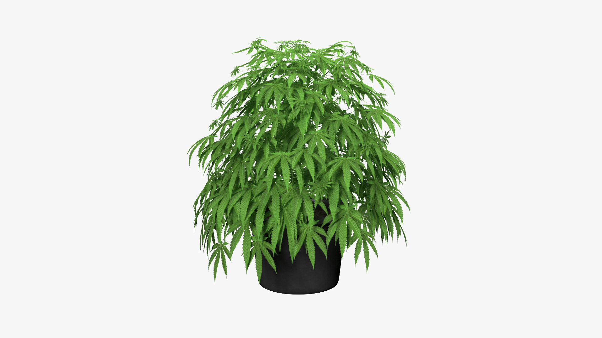 Cannabis Plant in a Pot 3D model https://p.turbosquid.com/ts-thumb/XI/FliNoc/O7/marijuana_plant_in_a_pot_360/jpg/1774143468/1920x1080/turn_fit_q99/47293df69d11c39f84dd38c40a10d1e8a50ef4e6/marijuana_plant_in_a_pot_360-1.jpg