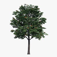Rowan Tree 01