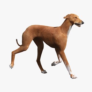 3d model azawakh dog fur